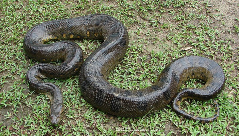 Анаконда eunectes murinus