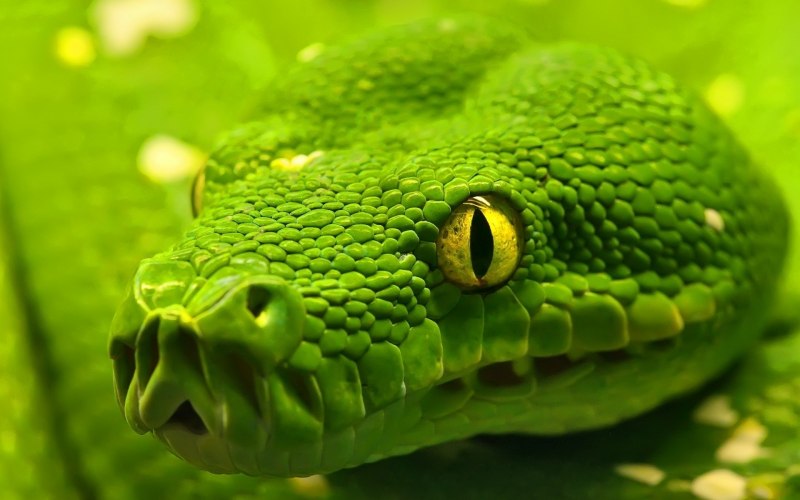Питон Morelia viridis