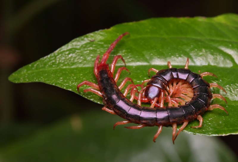 Scolopendra morsitans