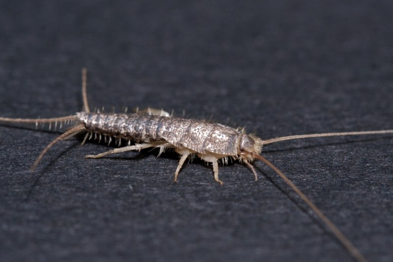 Костянка Lithobius forficatus