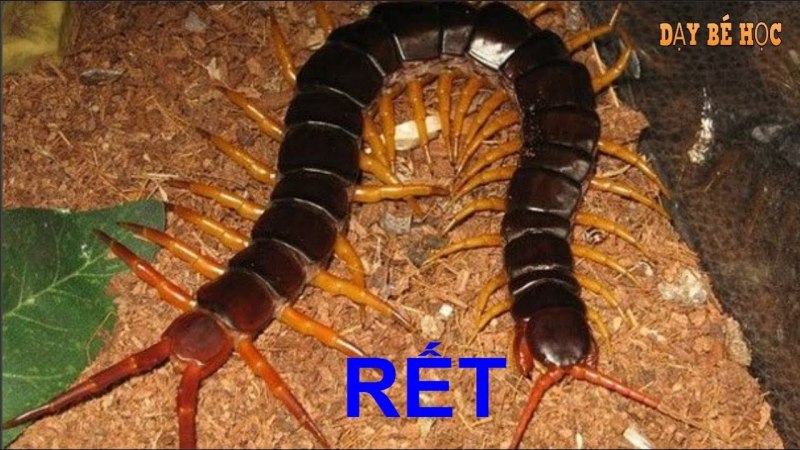 Жук уховёртка двухвостка
