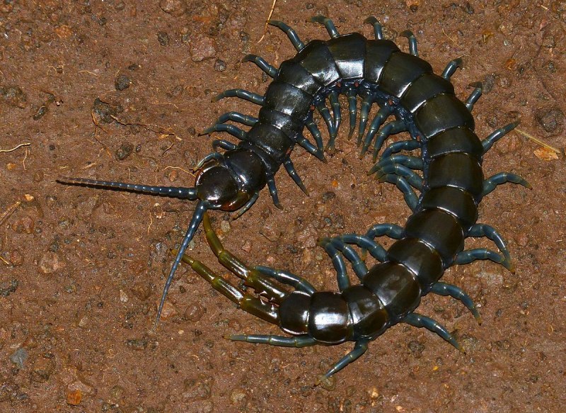 Мокрица сколопендра