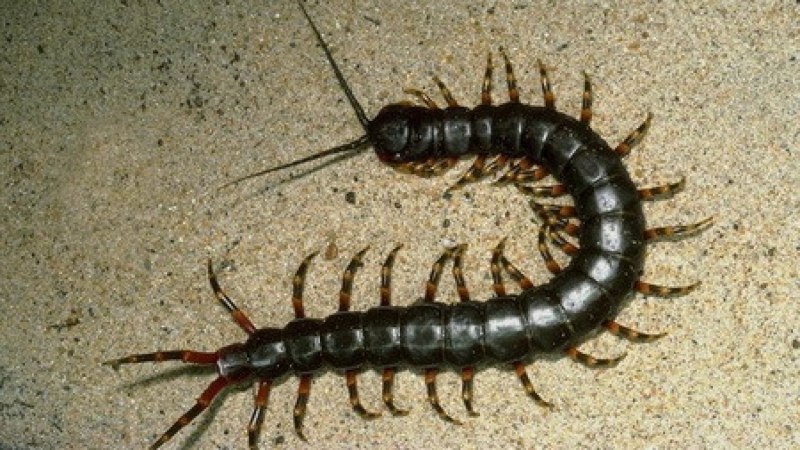 Amazonian giant Centipede