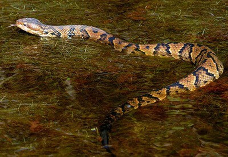 Водяной щитомордник (Agkistrodon piscivorus)