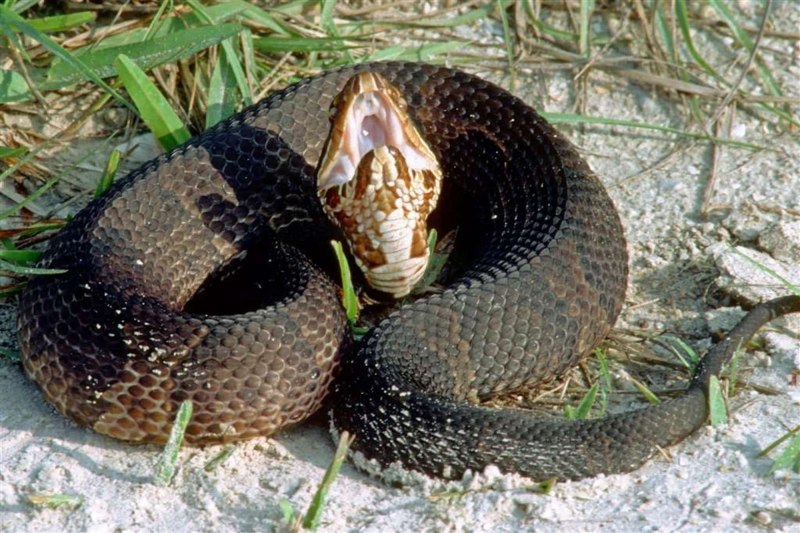 Agkistrodon piscivorus