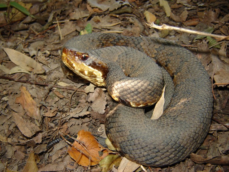 Agkistrodon contortrix