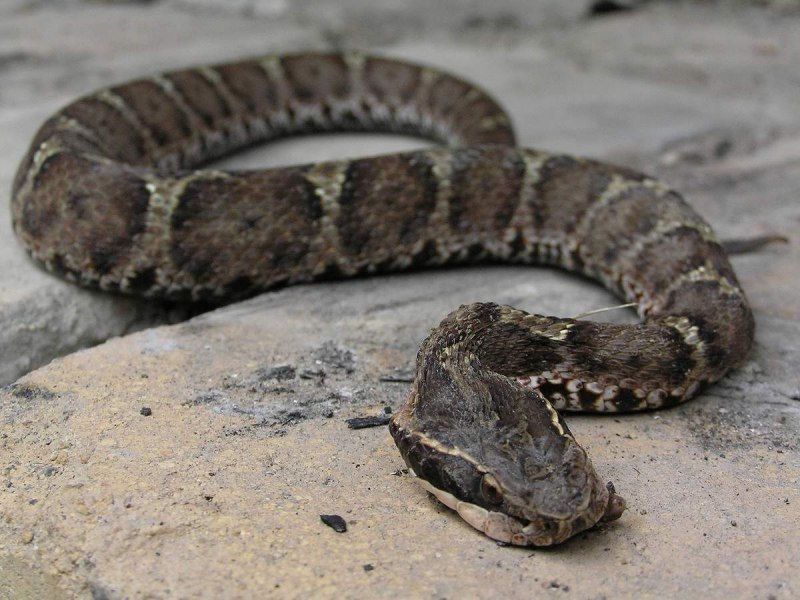 Обыкновенная гадюка (Vipera berus)