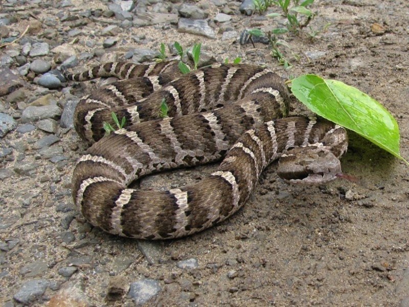 Water Moccasin змея