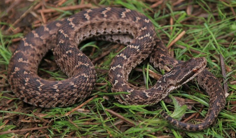 Cottonmouth Snake