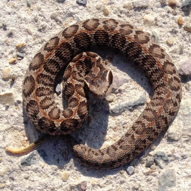 Водяной щитомордник (Agkistrodon piscivorus)