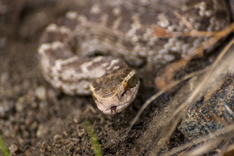 Gloydius strauchi