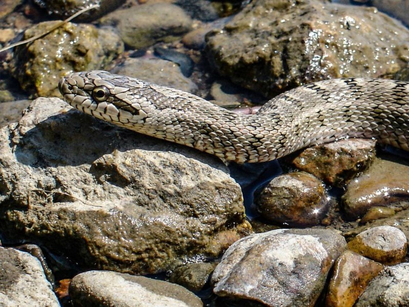 Водяной щитомордник (Agkistrodon piscivorus)