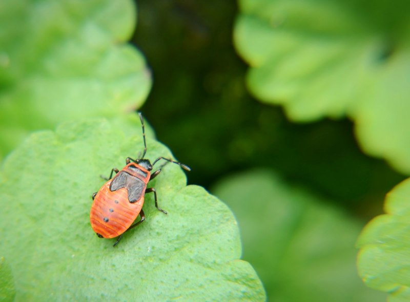 Eulasia Cornifrons