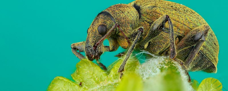 Бронзовка вонючая Oxythyrea funesta