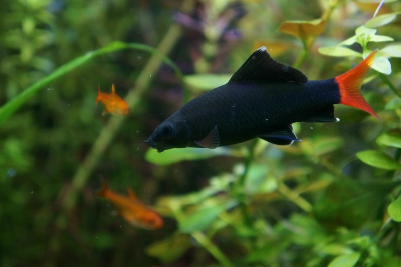 Labeo chrysophekadion