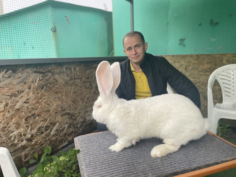 Помесь Венский голубой кролик