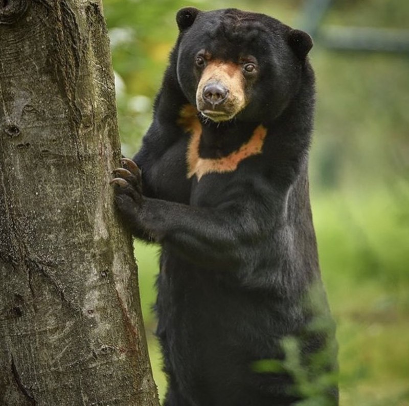 Malayan Sun Bear