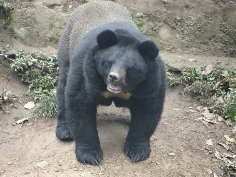 Маленький Медвежонок
