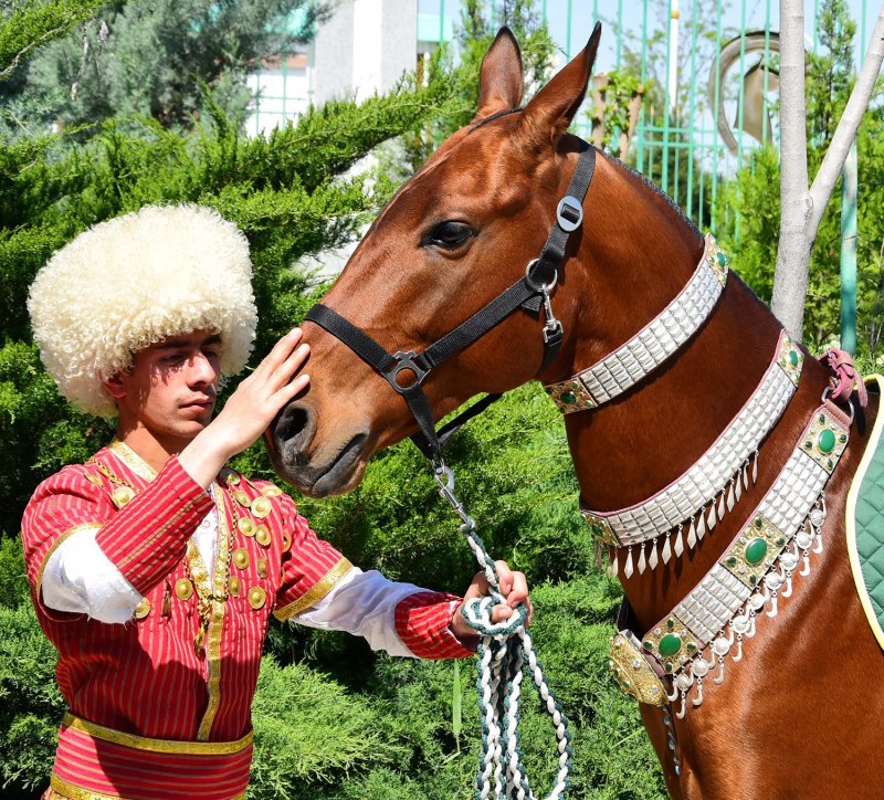 Ахалтекинцы Туркменистана