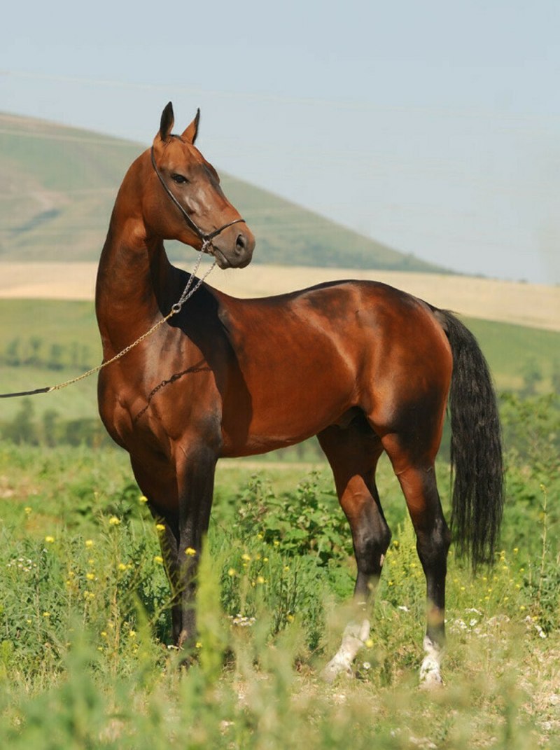 Туркменская лошадь