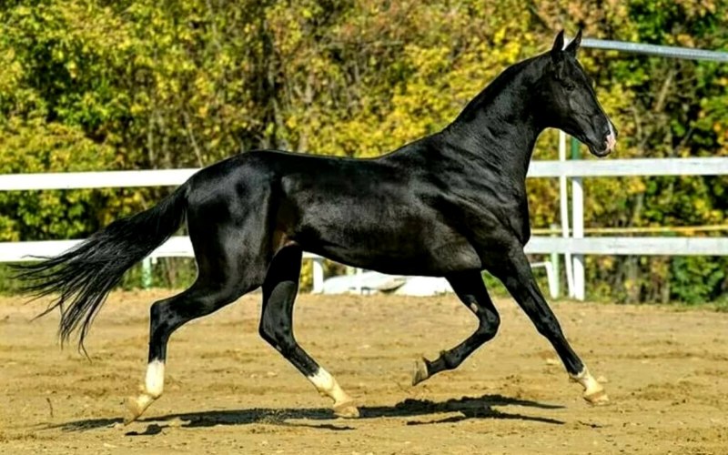 Ахалтекинская лошадь