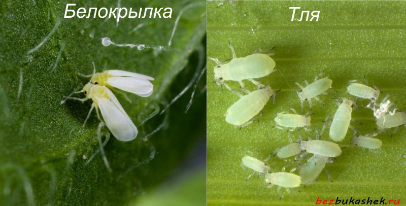 Сливовая тля меры борьбы