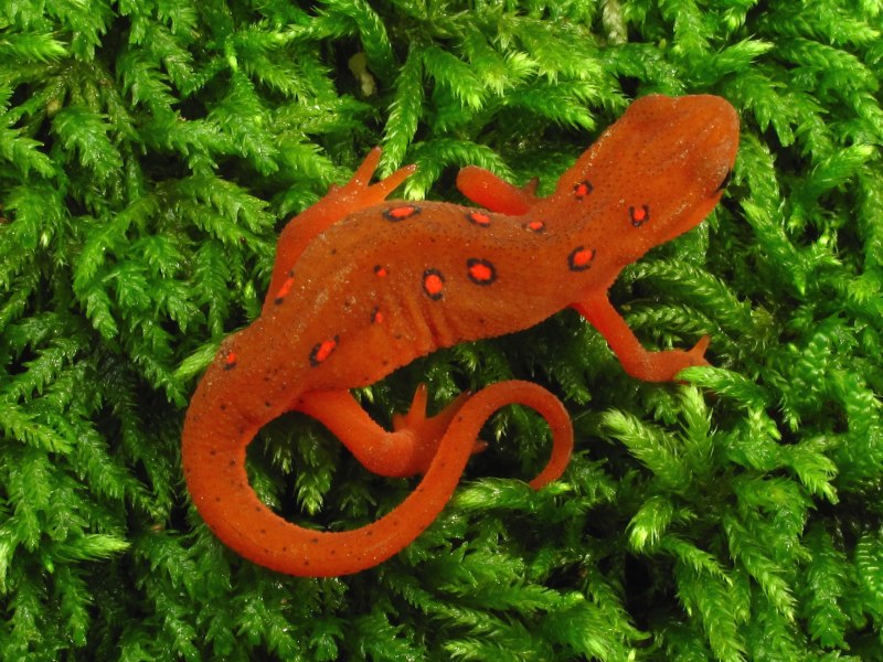 Рябая саламандра (Aneides flavipunctatus)