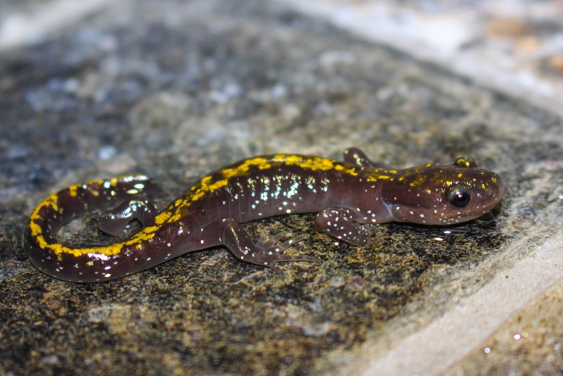 Огненная саламандра Salamandra Salamandra