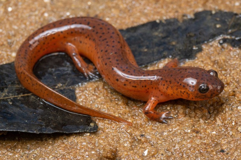 Огненная саламандра Salamandra Salamandra