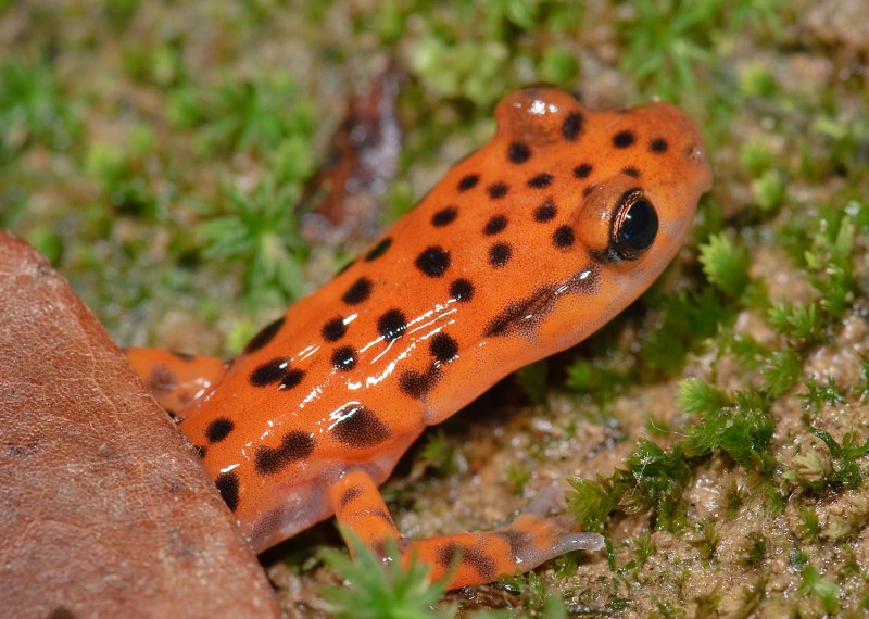 Plethodon welleri