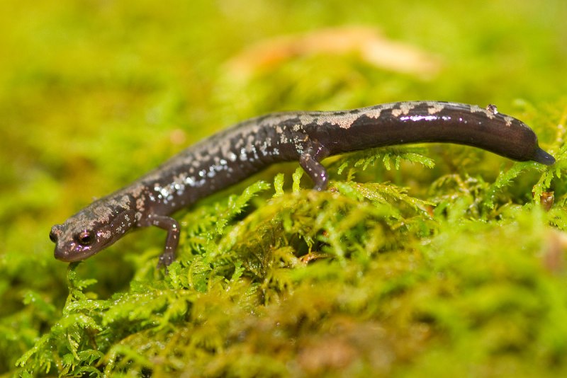 Thorius arboreus
