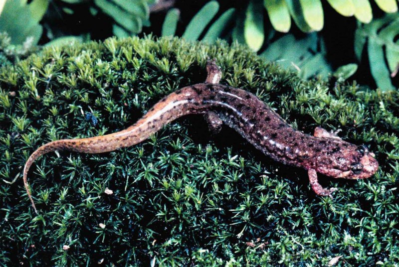 Thorius arboreus