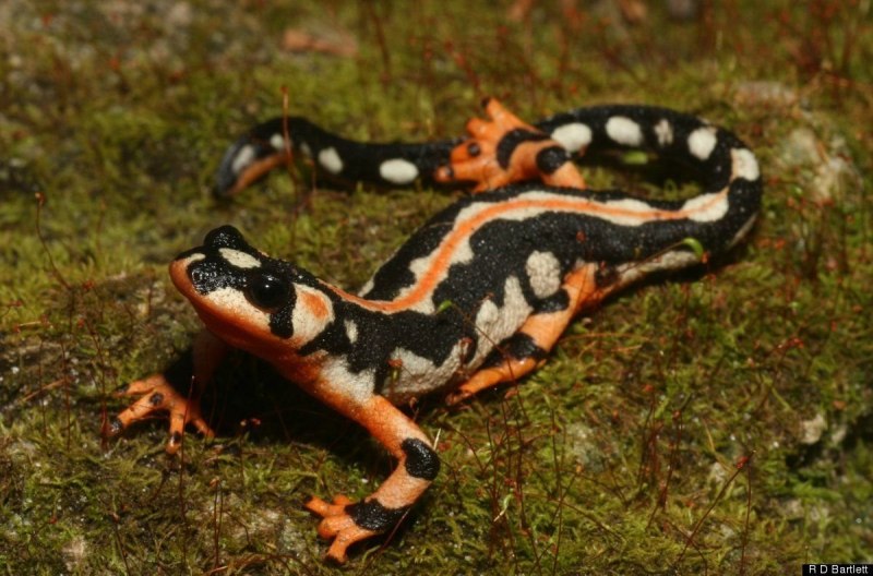 Саламандра Bolitoglossa dofleini