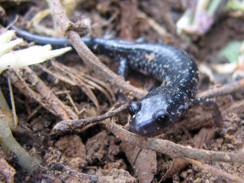 Desmognathus monticola