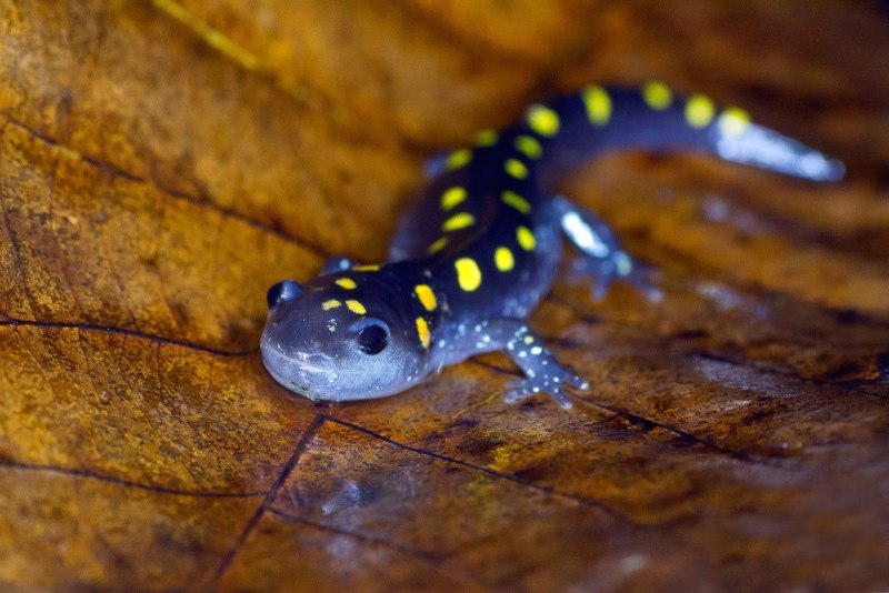 Гигантская саламандра Bolitoglossa dofleini