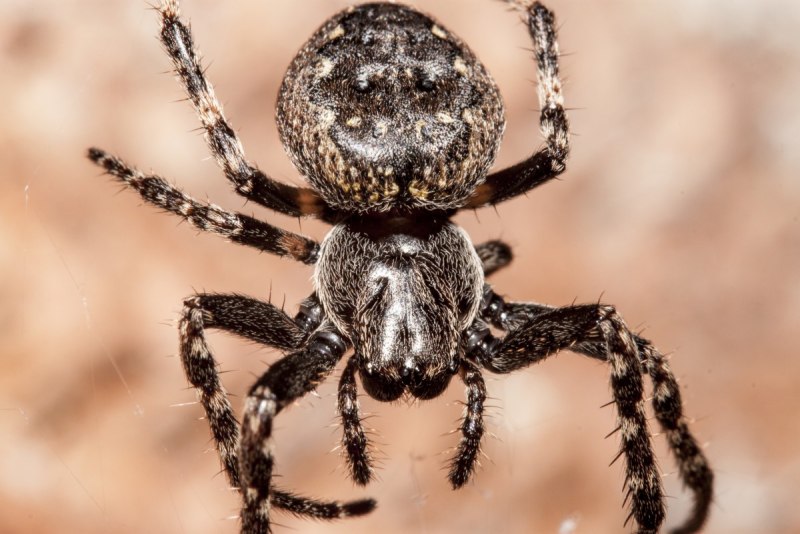 Таратект паук (66 фото)