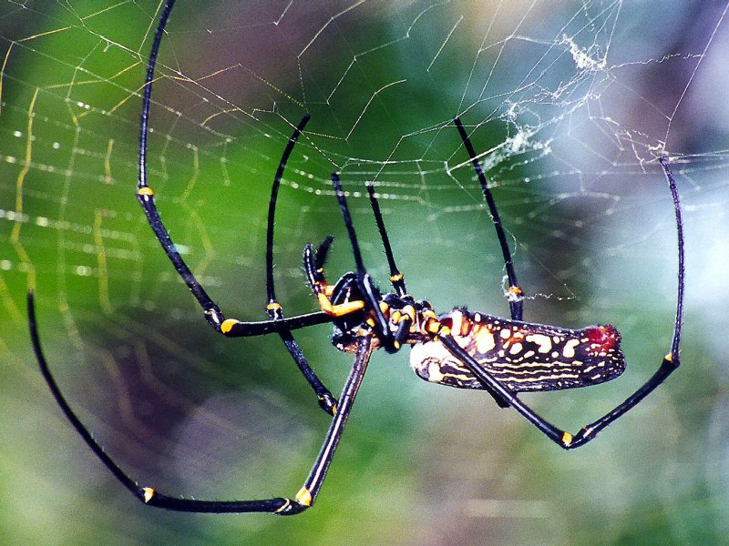 Nephila maculata