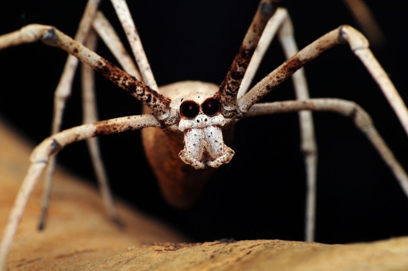 Паук Dinopidae spinosa