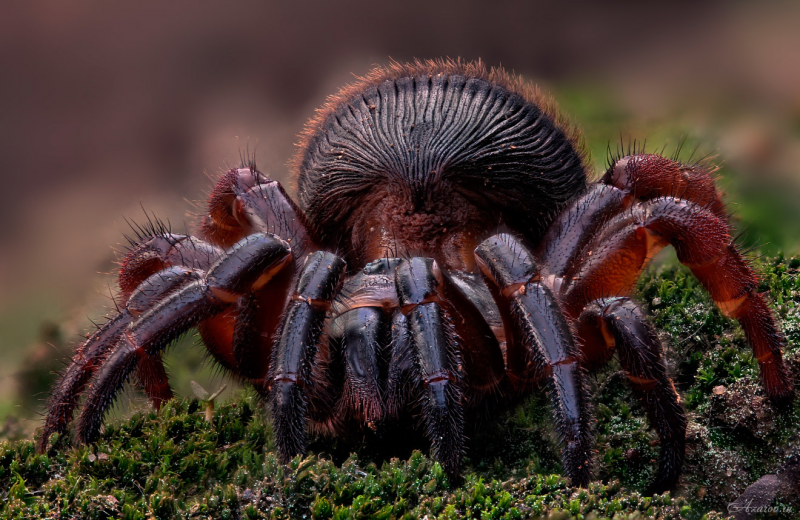 Паук Cyclocosmia ricketti