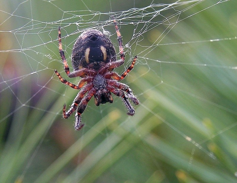 Обыкновенный крестовик - Araneus diadematus