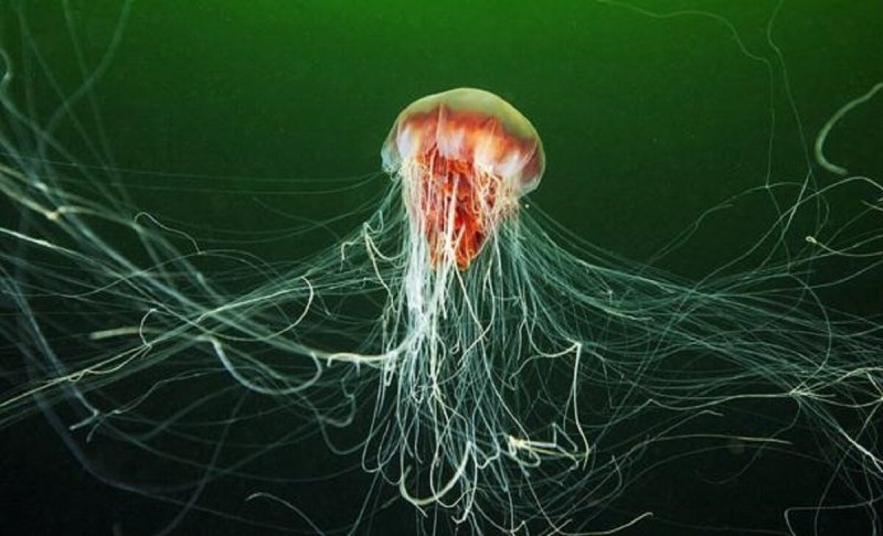 Chironex fleckeri морская Оса