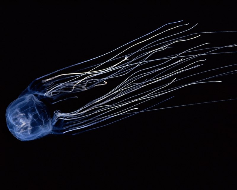 Chironex fleckeri морская Оса