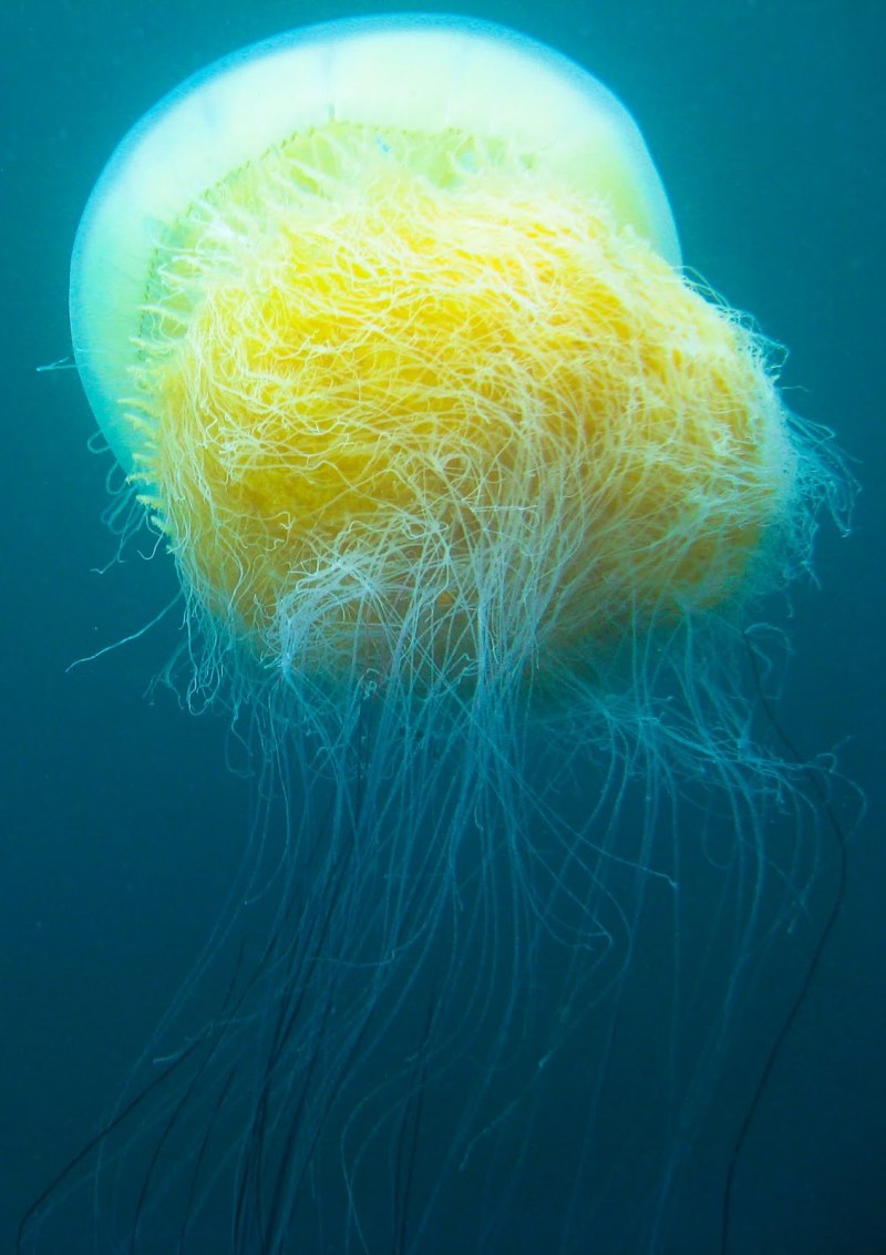 Chironex fleckeri морская Оса