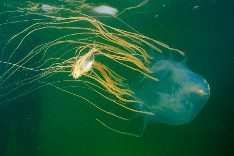 Chironex fleckeri