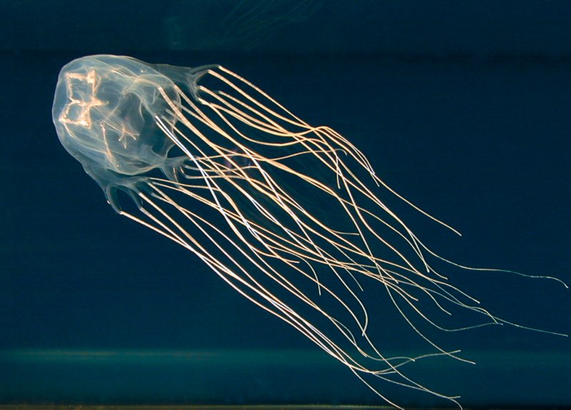 Chironex fleckeri морская Оса
