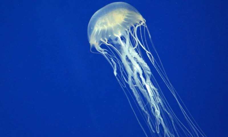 Chironex fleckeri