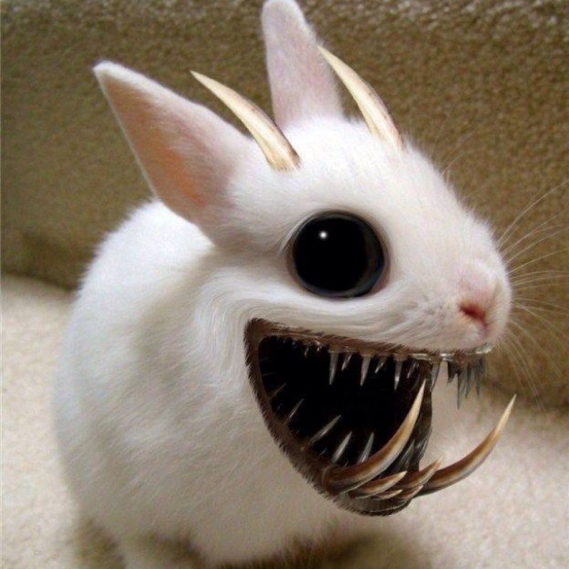 Смешной заяц