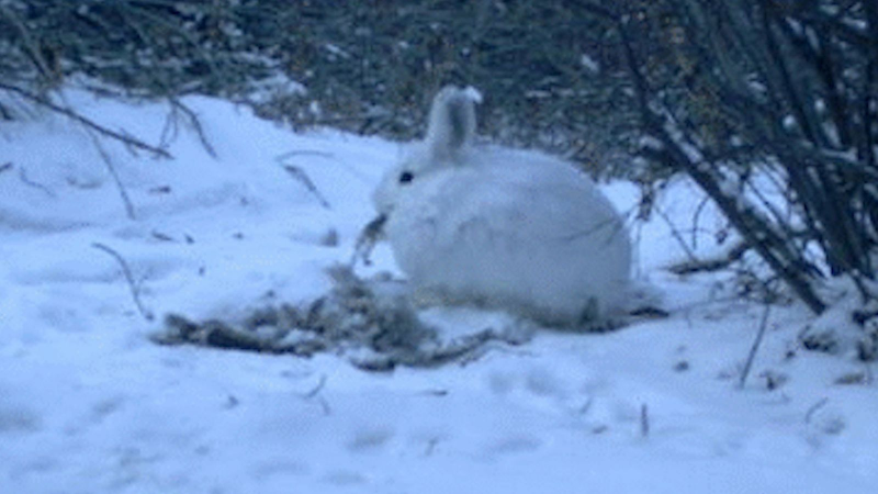 Коричневый заяц