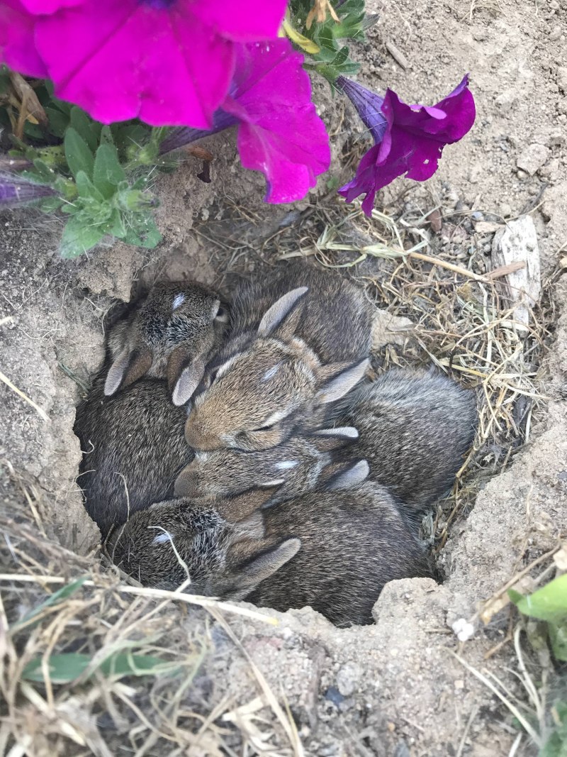Дикие кролики в природе
