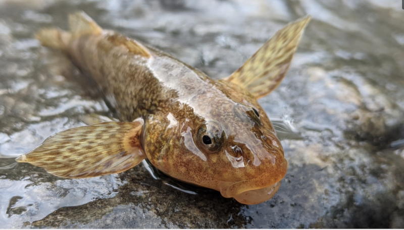 Обыкновенный подкаменщик (COTTUS gobio)